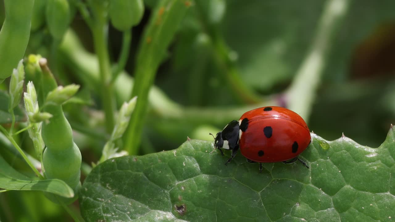 Insects common ladybug on a plant looking for food