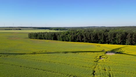 Panorama,-Sombra-De-Palas-De-Turbinas-Eólicas-Giratorias-Visibles-En-Un-Campo-De-Colza,-Fuentes-De-Energía-Renovables