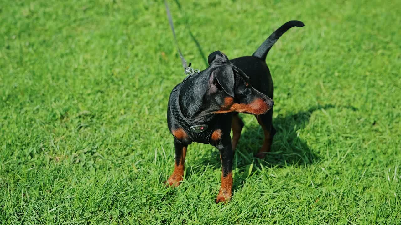 Miniature Pinscher puppy on leash standing alert in lush green grass outdoors