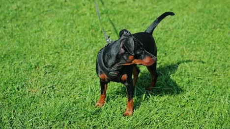 miniature pinscher puppy on leash standing alert in lush green grass outdoors