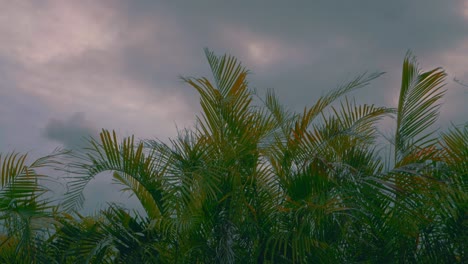 algunas palmeras soplan en el viento mientras el cielo se oscurece con muchas nubes durante el día