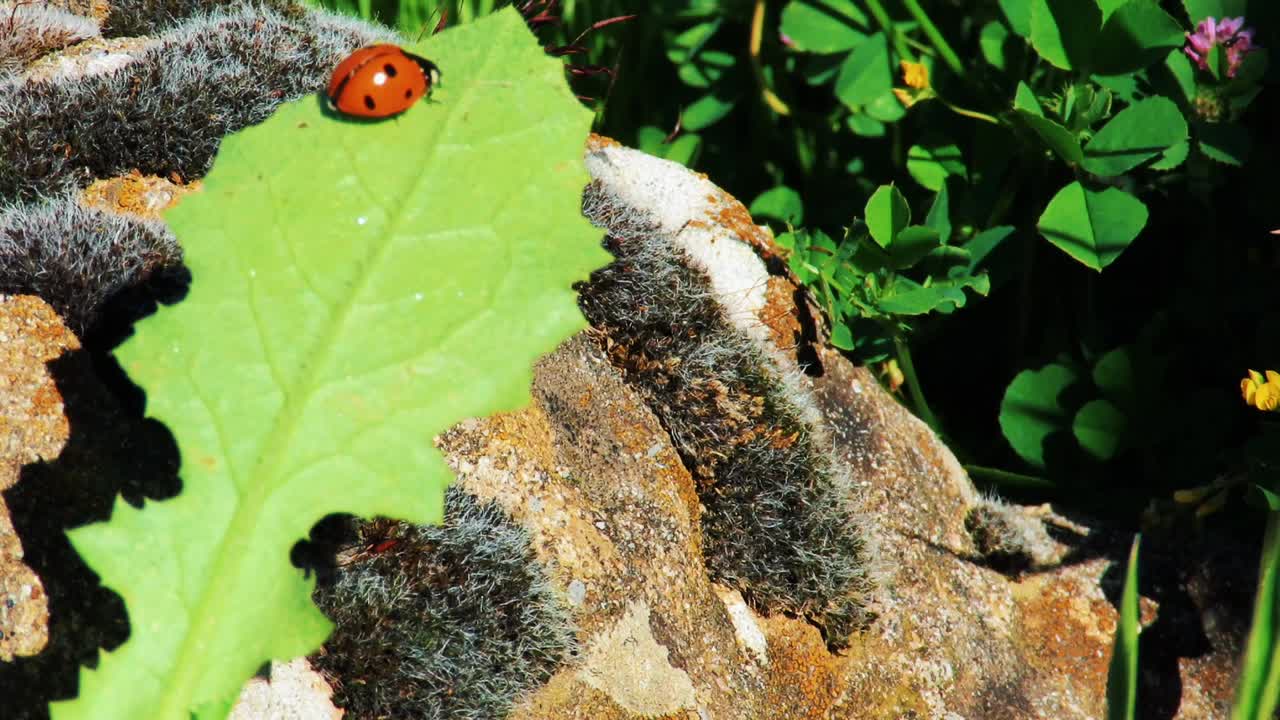 Ladybird insect on plant leaves and flowers