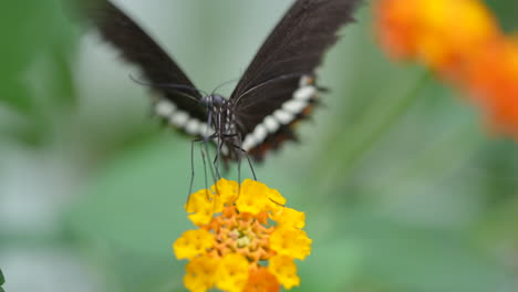 closeup of black butterfly gathering pollen of bright colorful flower in wildlife