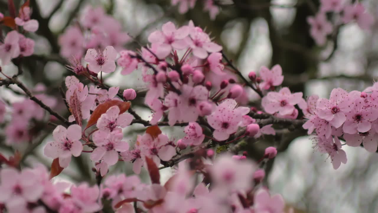 hermosas flores de cerezo rosa bailando en el viento - de cerca