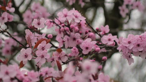 Schöne-Rosa-Kirschblüten,-Die-Im-Wind-Tanzen---Nahaufnahme