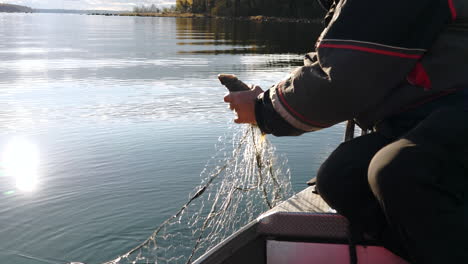 Toma-De-Estilo-De-Vida,-Hombre-Mayor-En-Bote-Recogiendo-Perca-De-Red-De-Pesca,-Cámara-Lenta