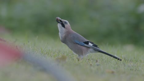 arrendajo euroasiático recogiendo bellotas para el invierno y se las traga