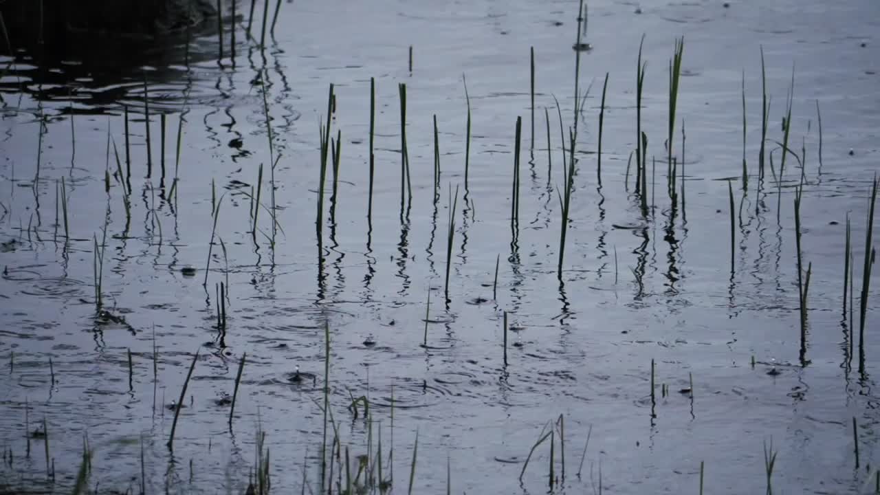 호수에 떨어지는 비의 슬로우 모션