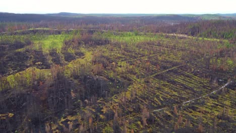 vista aérea panorámica de árboles quemados después de un devastador incendio cerca de lebel-sur-quevillon en quebec, canadá