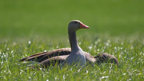 pair of goose relaxing in blowing grass field during sunlight and looking for food,close up shot