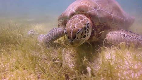 tortuga 16