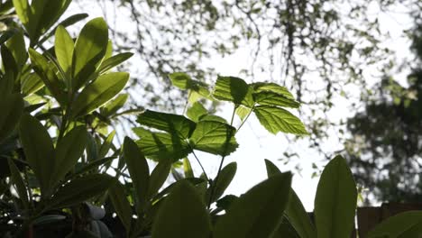 Siluetas-De-Plantas-Y-árboles-Con-Luz-De-Fondo-Del-Sol-Vespertino