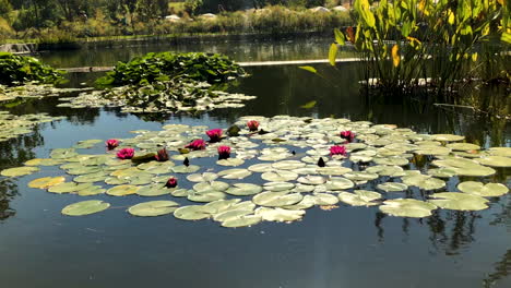 Flores-De-Loto-En-El-Estanque