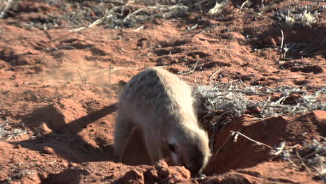 a meerkat persistently digs in the red kalahari sand in search of something to eat