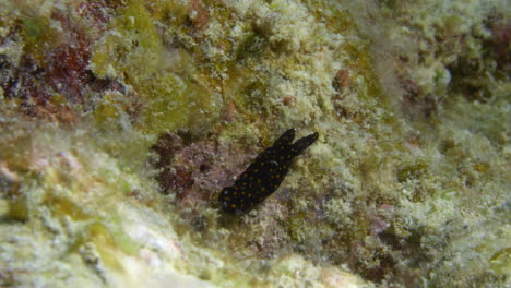 Wunderschöne-Schwarze-Kopfschildschnecke-Mit-Orangefarbenen-Punkten,-Die-Auf-Dem-Lebhaften-Meeresboden-Kreuzt