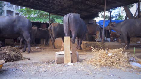 animal cow buffalo shelter house wide view in mumbai