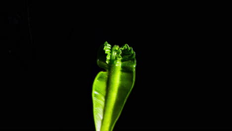 asplenium nidus - cobra birds nest fern static shot