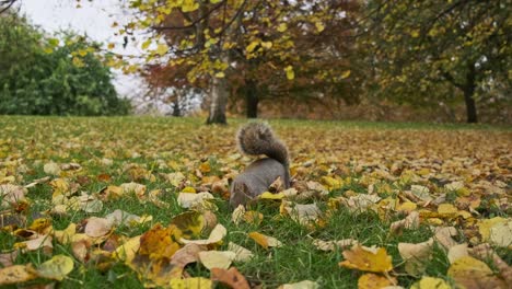 close up of cute squirrel rummaging in the autumn leaves