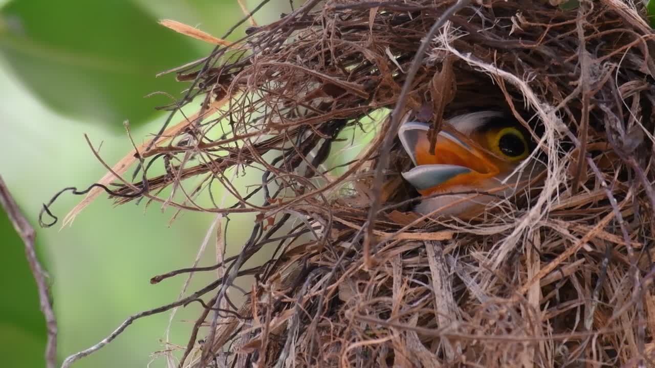 Il beccolargo dal petto argentato è un uccello famoso in Thailandia, sia a livello locale che internazionale.