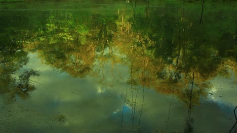 the surface of a pond reflects all the colors and beauty of the surrounding vegetation and sky