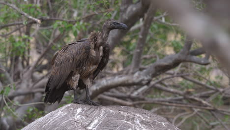 a vulture stands on top of an elephant carcass