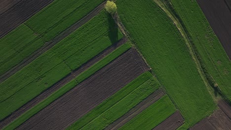 Green-and-brown-agricultural-fields-in-spring,-aerial-view