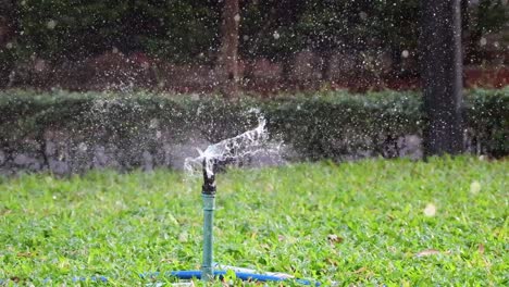 sequence of a sprinkler irrigating a green garden