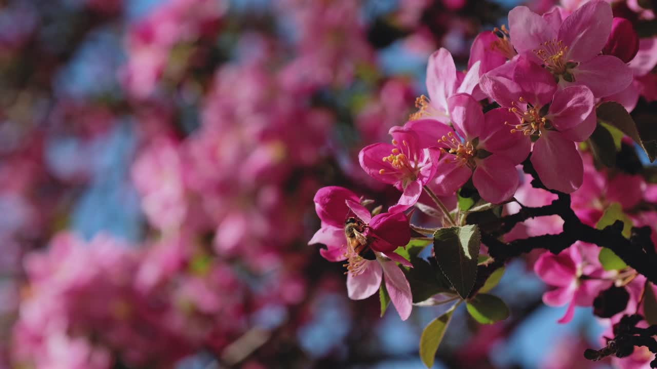 This macro detail captures a busy honey bee on a bright pink tree blossom. The slow motion footage emphasizes the intricate textures of the petals and the vital life of a spring orchard