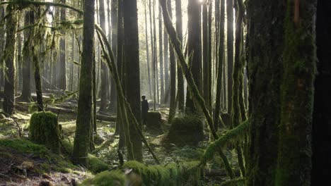 light shines through trees as hiker walks in mysterious, mossy forest, canada