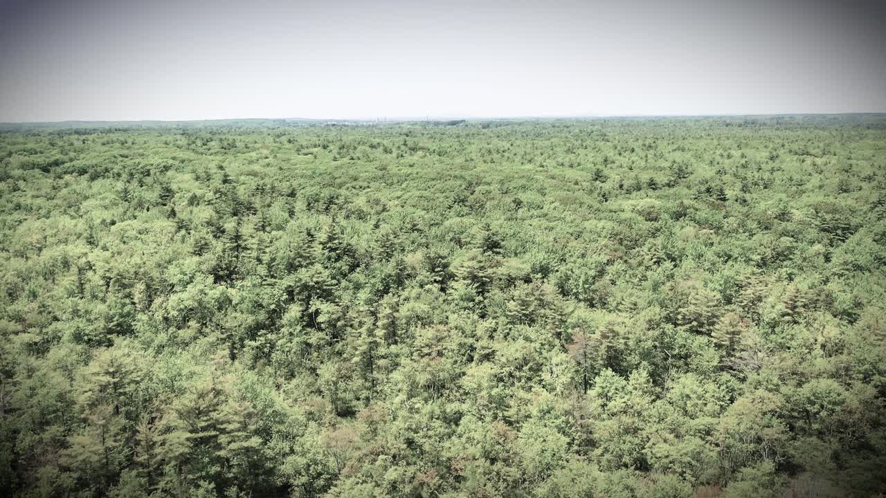 Stunning monochrome drone video of Maine’s swamp forest. Wild creeks, rivers, ponds, and trees in black and white highlight the natural wet jungle and marsh wilderness during summertime.