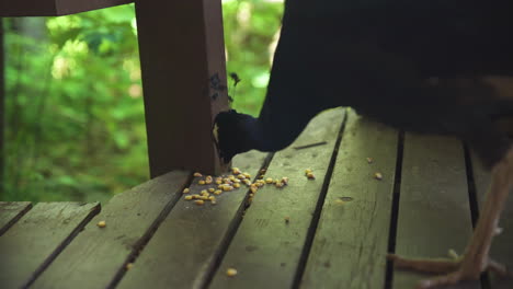 peacock eating popcorn kernels off deck