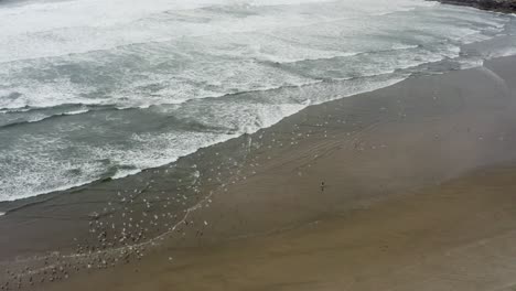 Wide-above-view-of-a-flock-of-bird-seagulls-flying-in-the-beach-and-the-sea