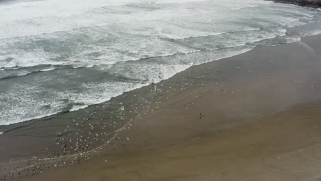 amplia vista de una bandada de gaviotas volando en la playa y el mar