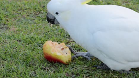 una cacatúa comiendo frutas en un terreno cubierto de hierba