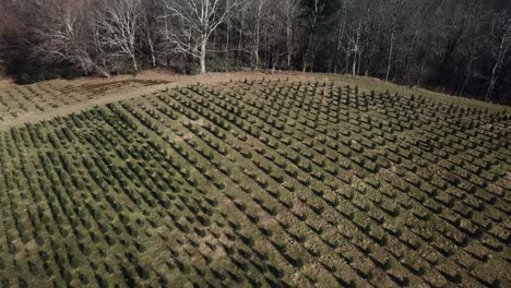 Luftauszug-über-North-Carolina-Christmas-Tree-Farm-In-4k