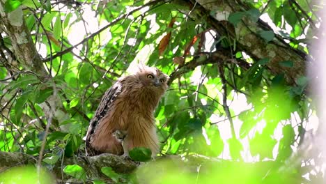 Die-Buffy-Fish-Owl-Ist-Eine-Große-Eule-Und-Doch-Die-Kleinste-Unter-Den-Vier-Fischeulen