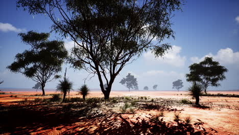 acacia tress in the masai mara