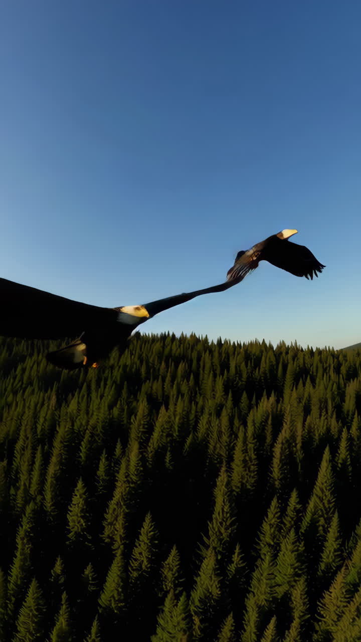 Eagles soaring above a lush forest