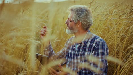 agricultor inspeccionando el cultivo de trigo