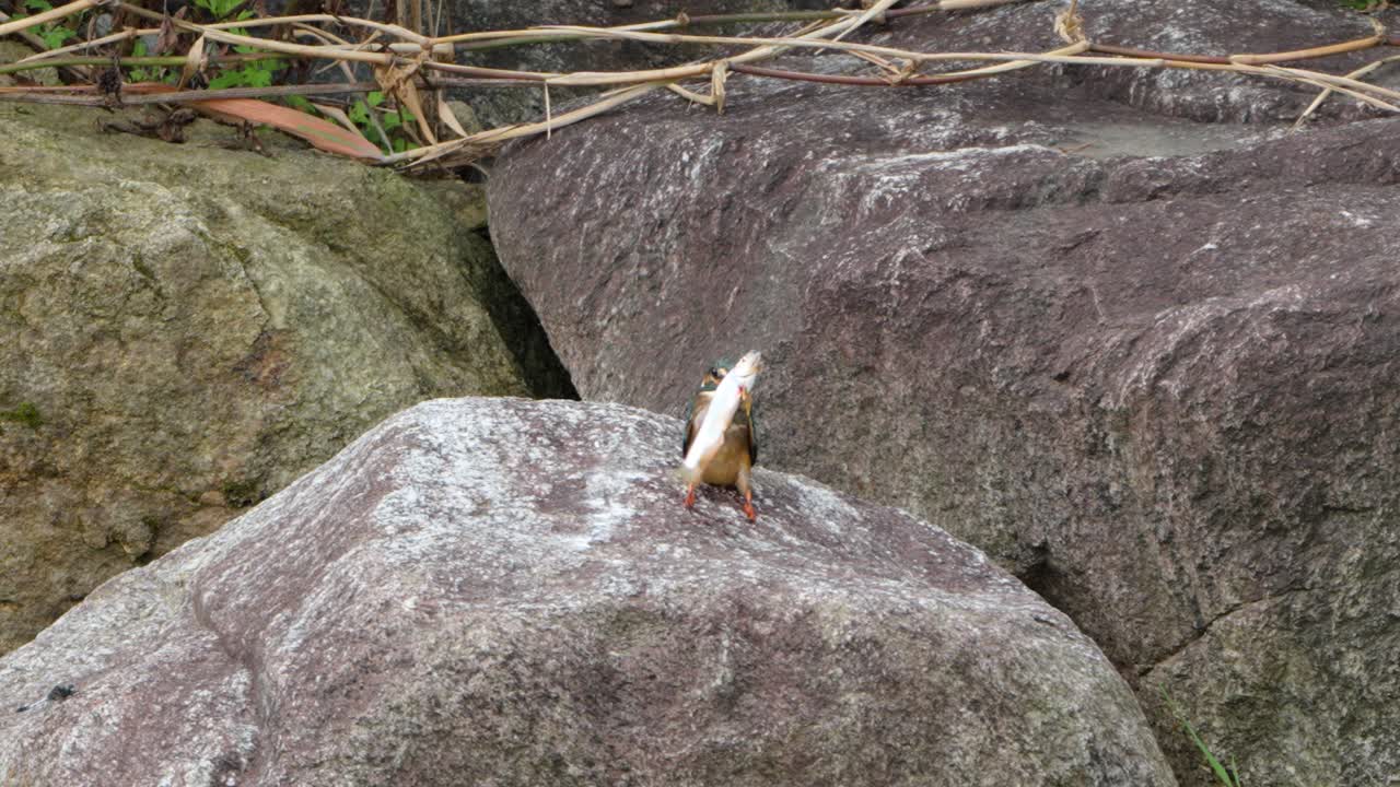 킹피셔 새는 큰 물고기를  ⁇ 수염으로  ⁇ 고 먹이를 기다리며 죽습니다.