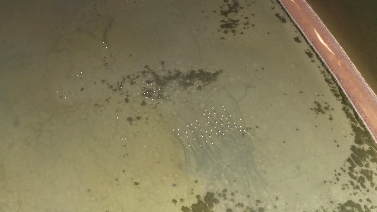 Flock of birds on water