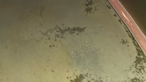 flock of birds on water