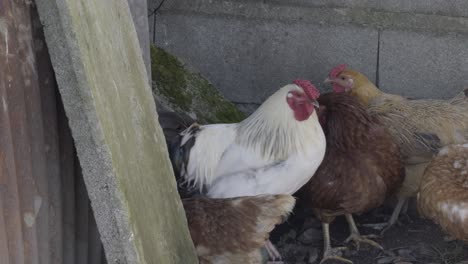 majestic black and white rooster checking on a group of brown hens