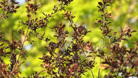 One-single-black-capped-chickadee-bird-perched-flying-away-on-a-tree-branch-in-autumn-fall-season-during-sunny-day