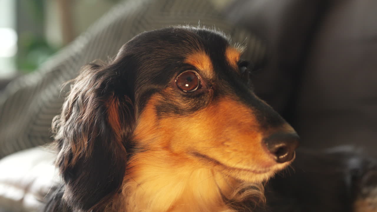 perro de salchicha de dachshund sentado en el sofá bajo una luz cálida