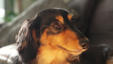 Dachshund-sausage-dog-sitting-on-sofa-under-a-warm-light