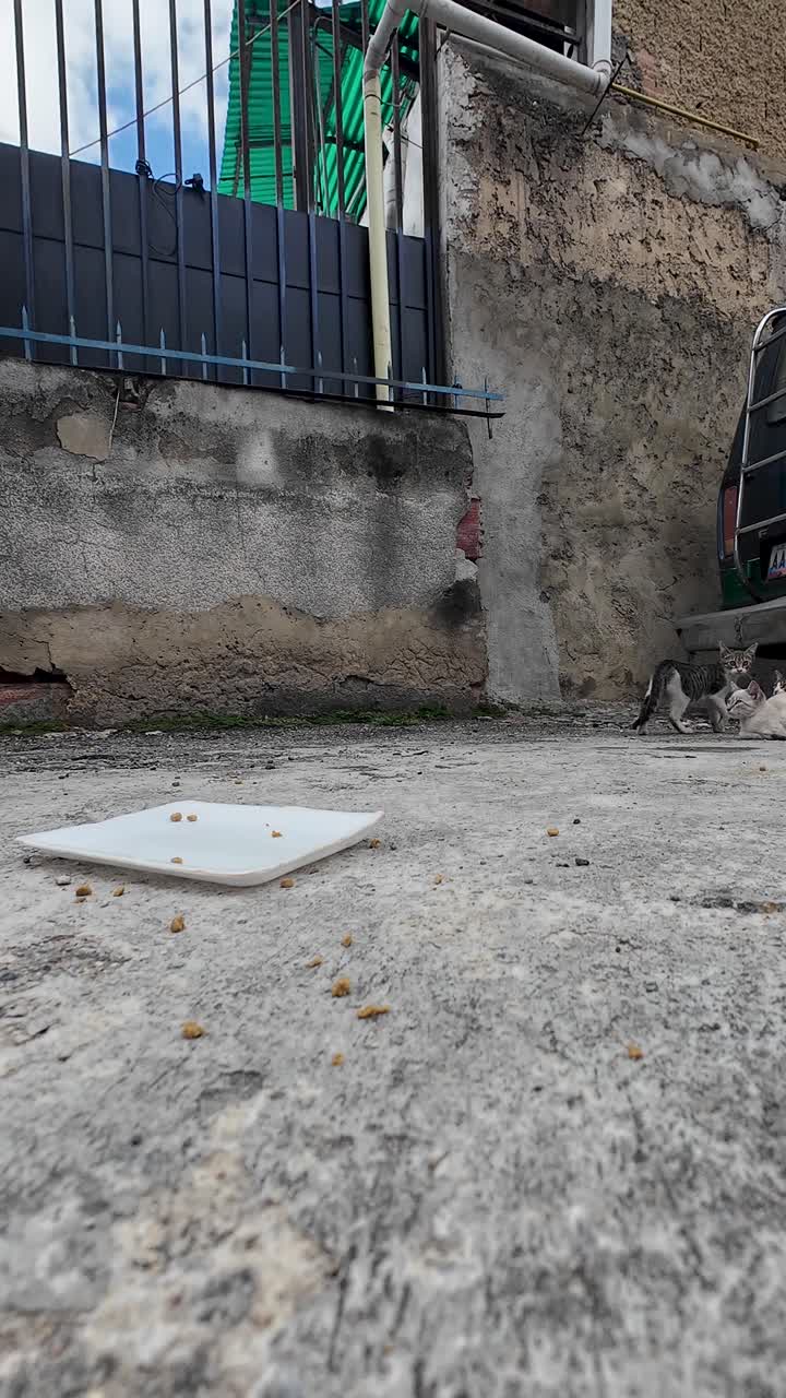 Close Up Documentary style footage captures quiet desperation of fearful and abandoned baby cats on the harsh concrete ground