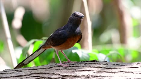 el shama de rabadilla blanca es una de las aves más comunes en tailandia y se puede ver fácilmente en los parques de la ciudad, tierras de cultivo, áreas boscosas y parques nacionales