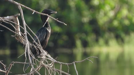 cormorant chilling on pond uhd mp4 4k