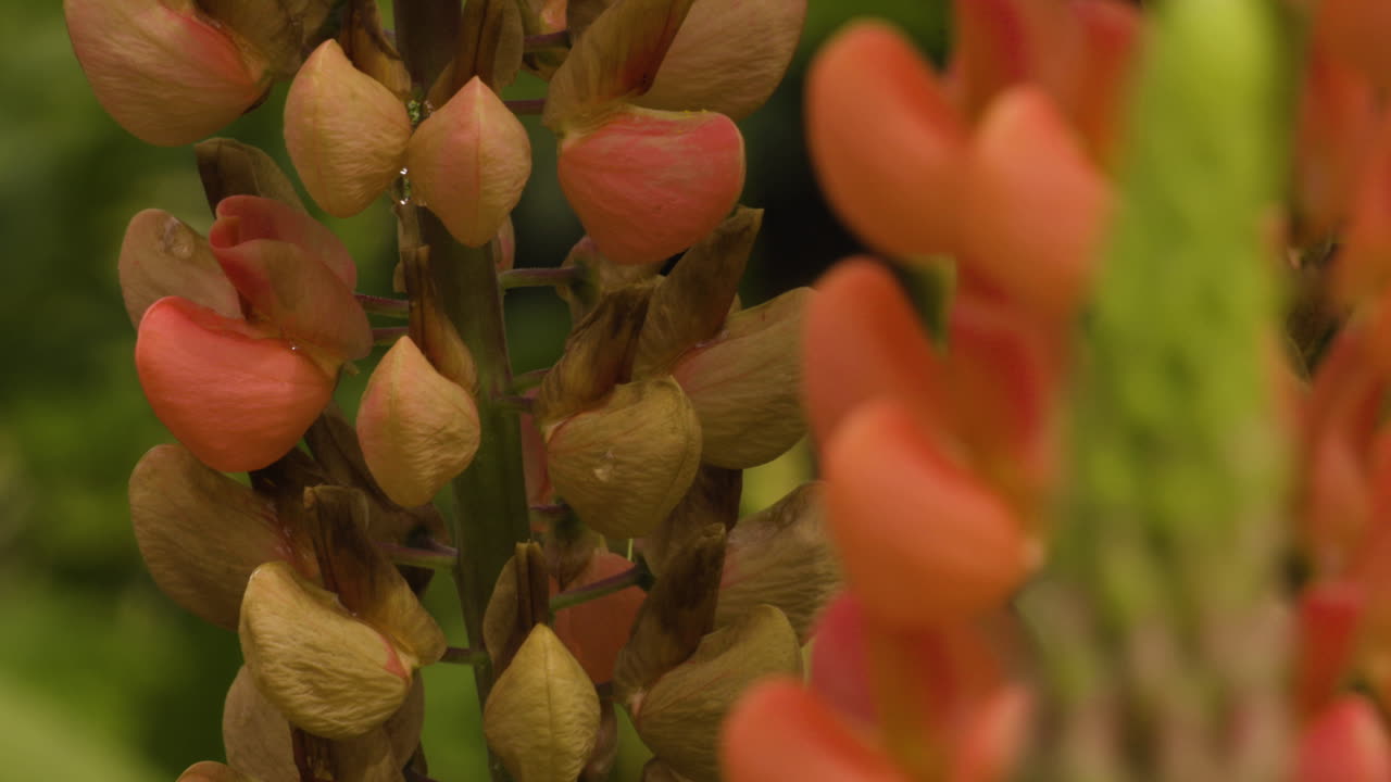 hermosa planta perenne que crece en el castillo y los jardines de blarney en irlanda